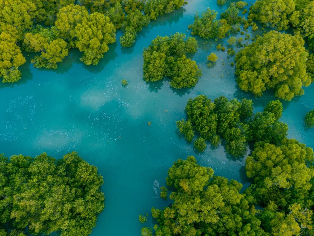 Les Émirats visent 100 millions de mangroves plantées d’ici 2030